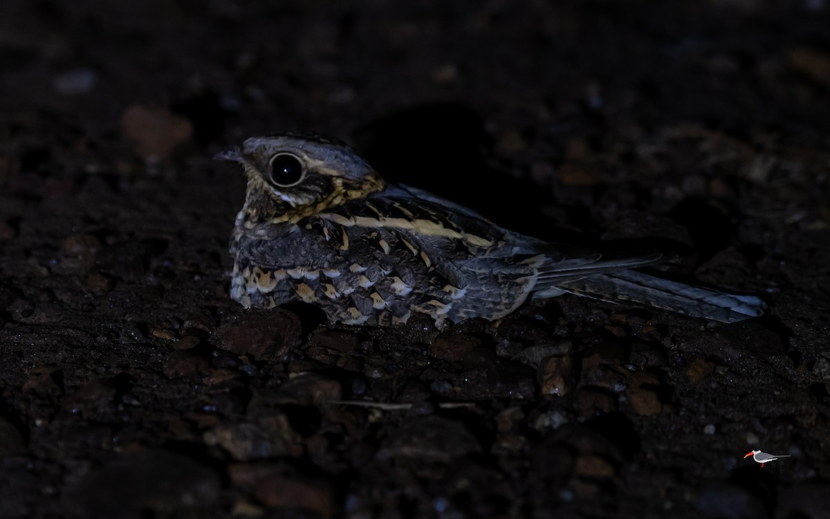 Hint Çobanaldatanı - ML644995176