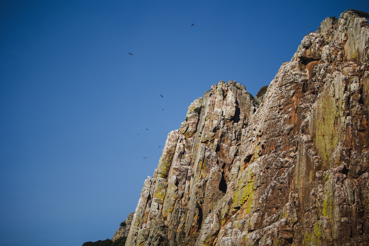 Eurasian Griffon - ML644995178