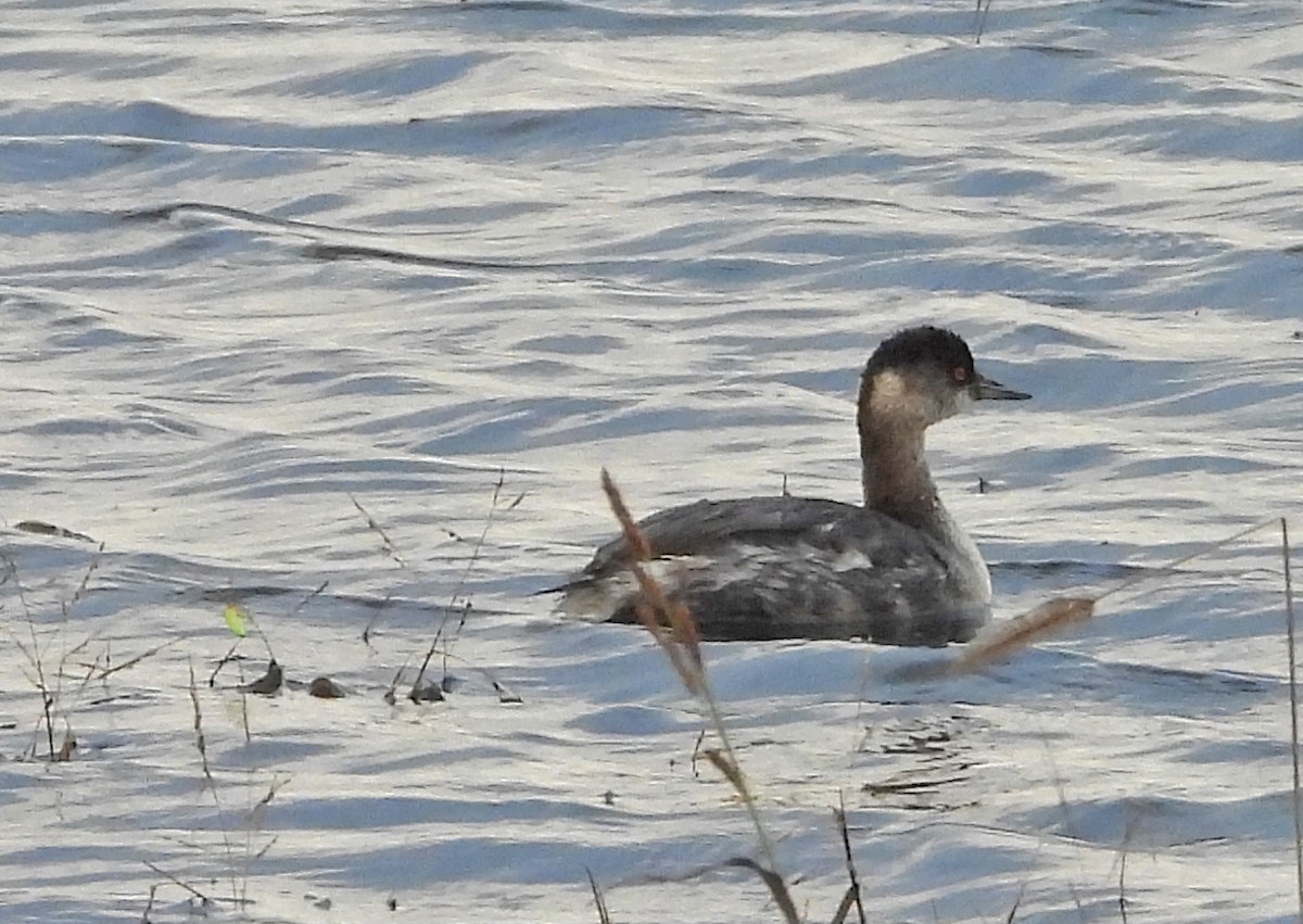 potápka černokrká - ML644995180