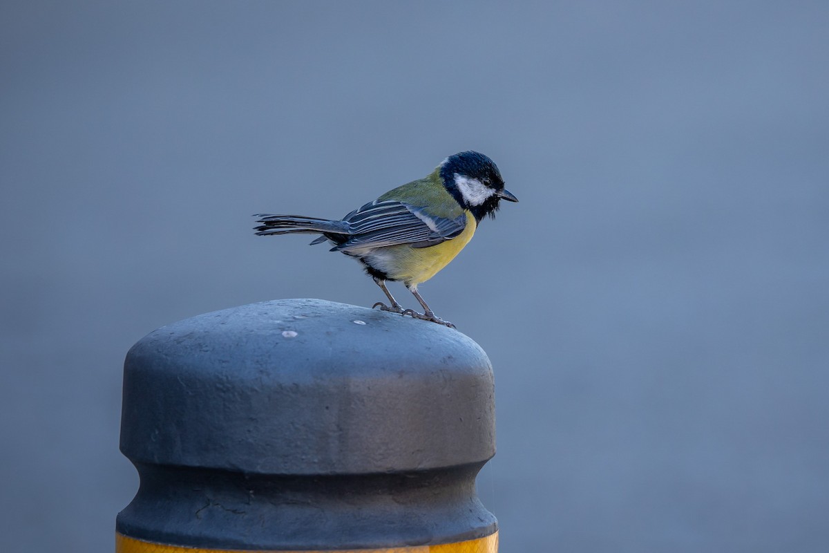 Great Tit - ML644995181