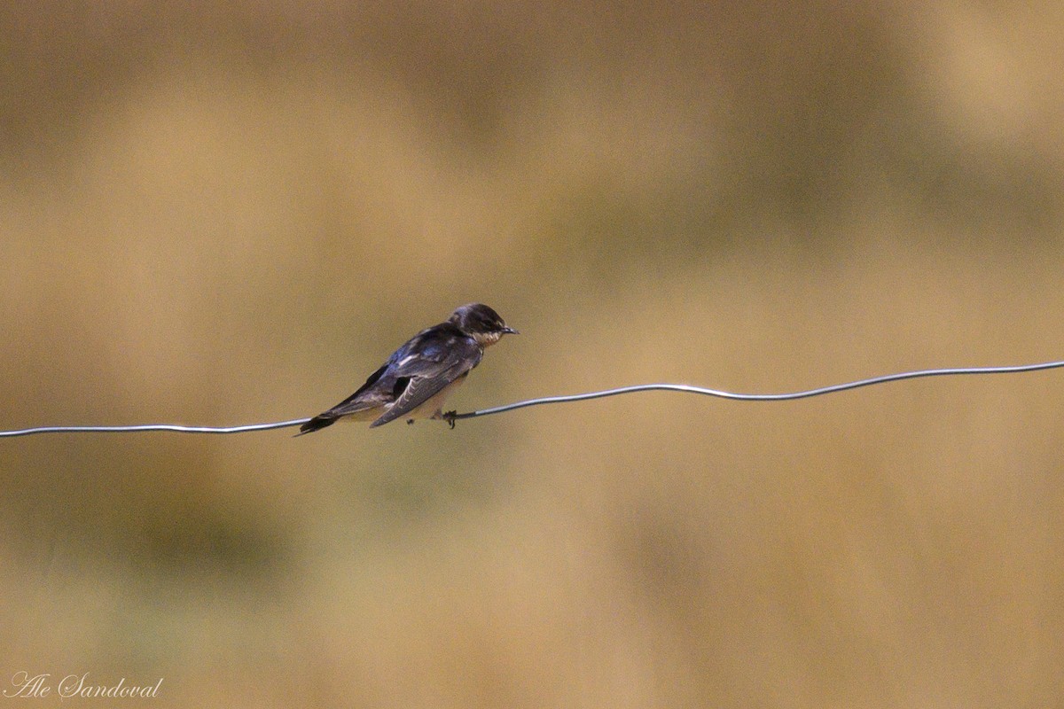 Barn Swallow - ML644995183