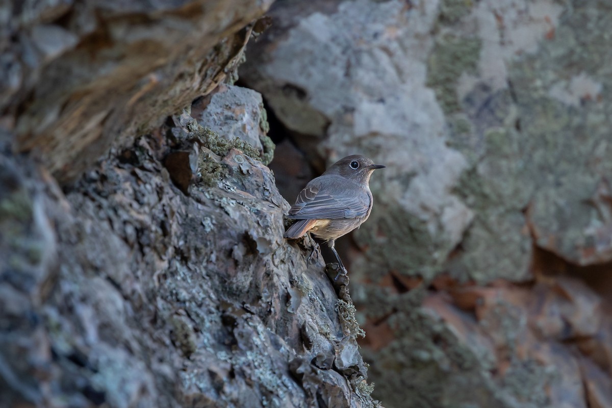 Black Redstart - ML644995186
