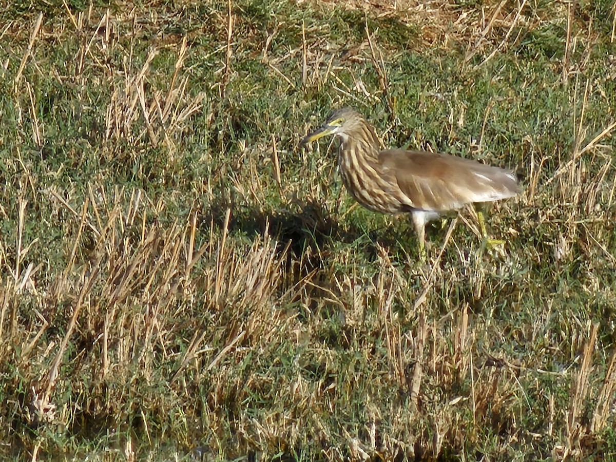 Hint Alaca Balıkçılı - ML644995194