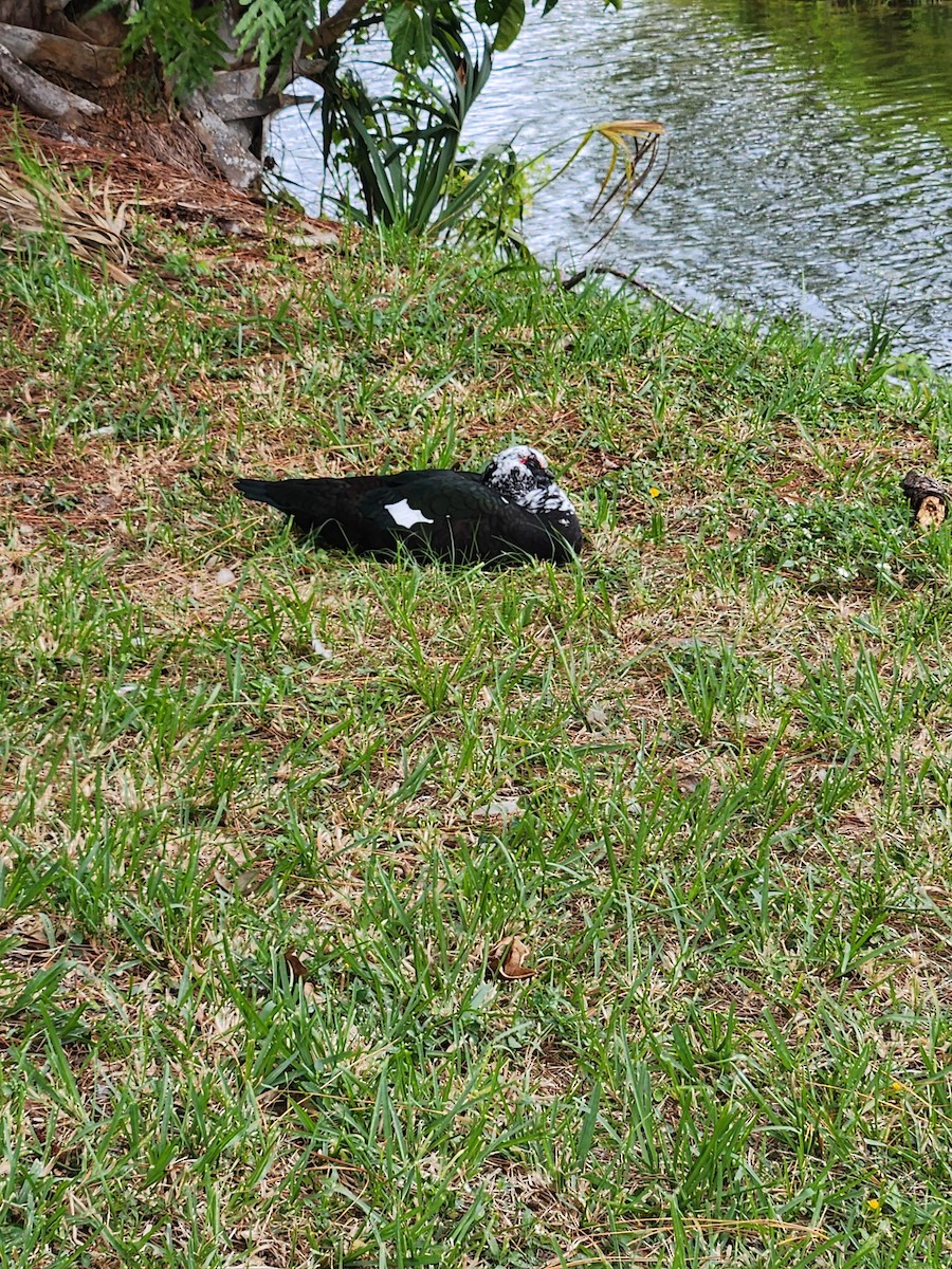 番鴨(馴化)(薑母鴨) - ML644995196