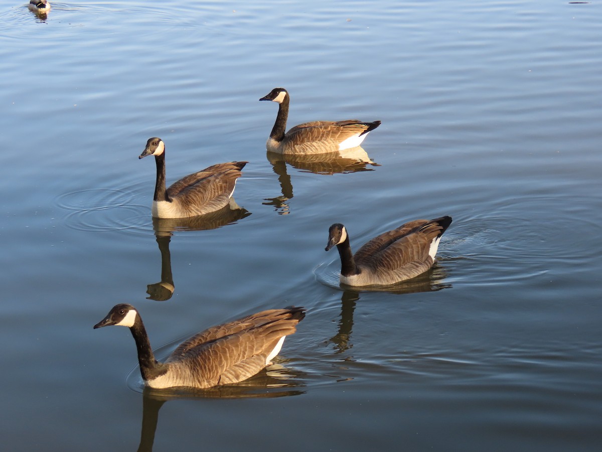 Barnacla Canadiense Grande - ML644995208