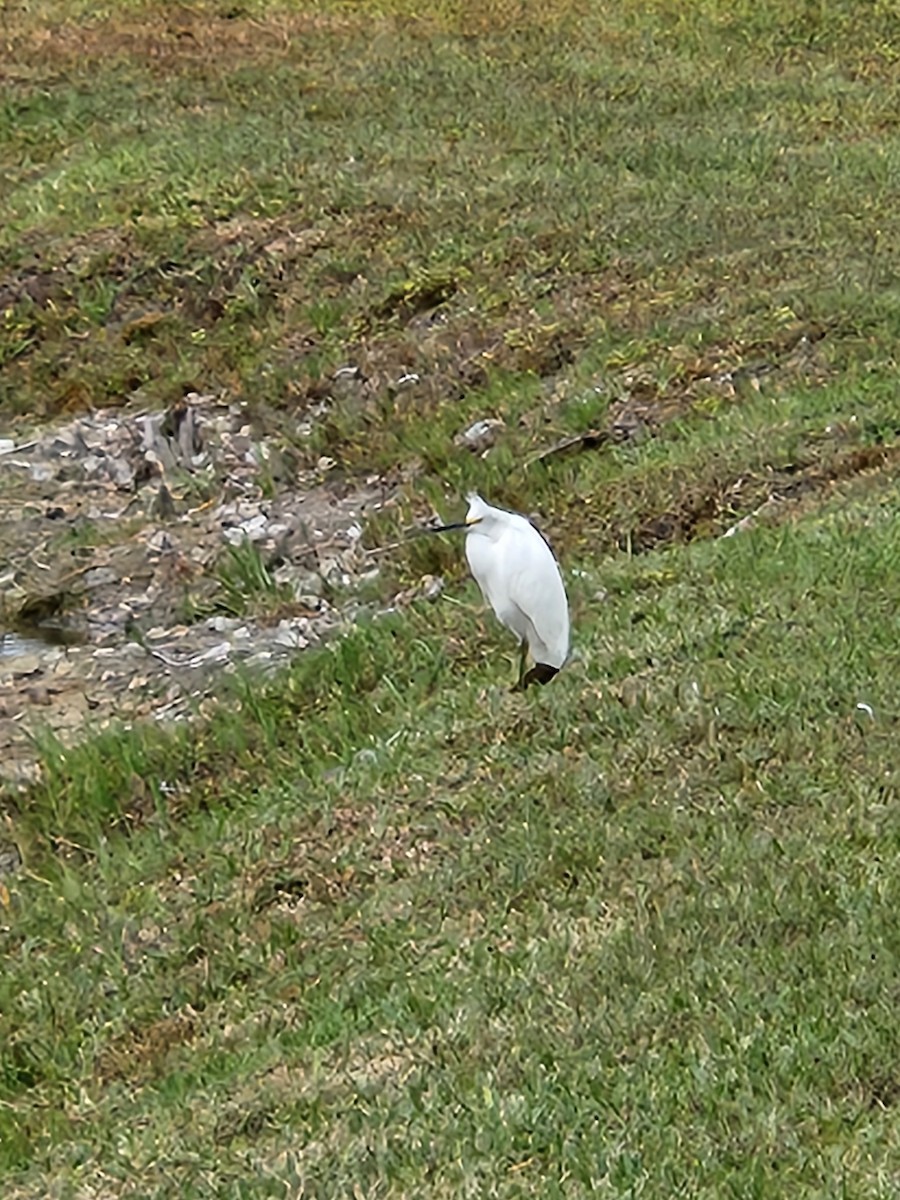 Snowy Egret - ML644995210