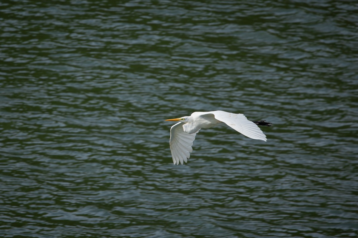 Great Egret - ML644995212