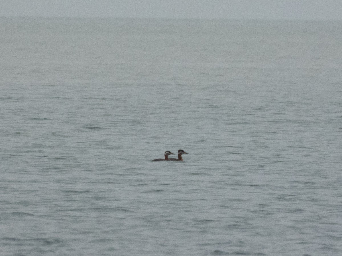 Red-necked Grebe - ML644995217