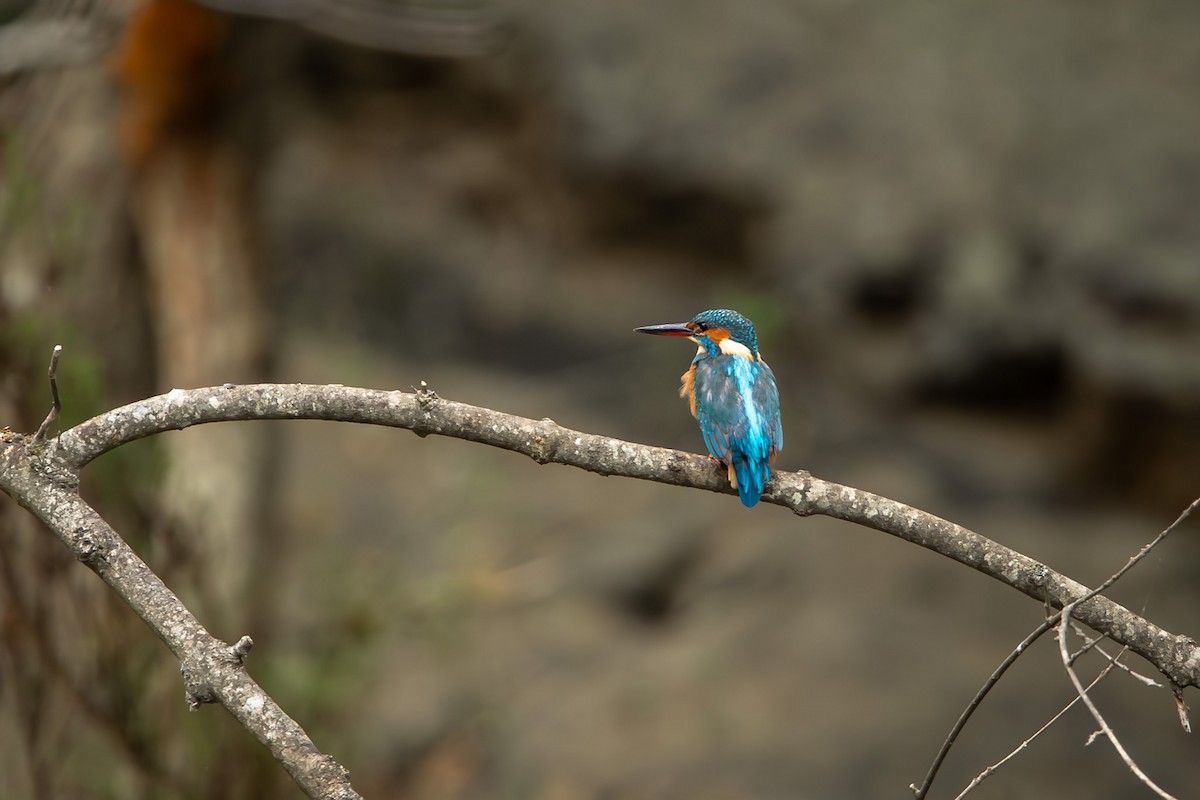 Common Kingfisher - ML644995224