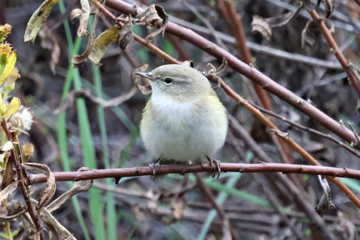 嘰喳柳鶯 - ML644995257