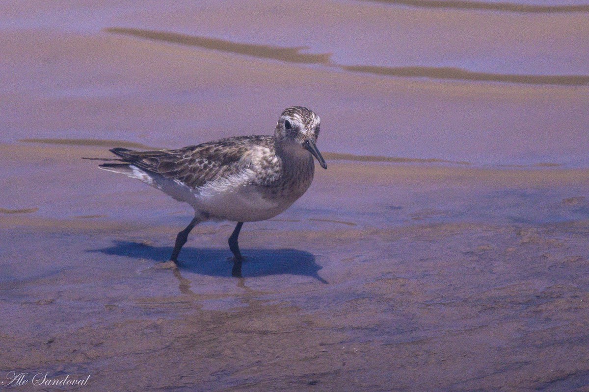 Baird's Sandpiper - ML644995258