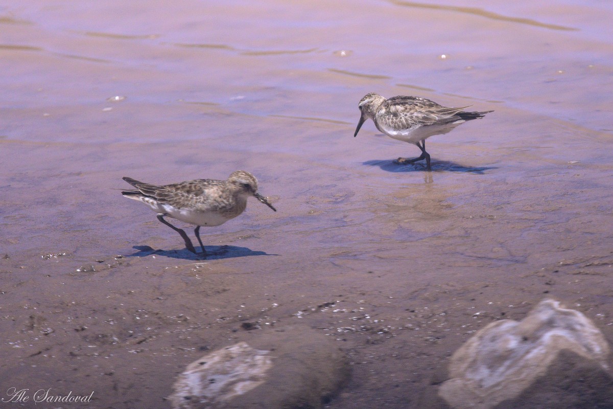 Baird's Sandpiper - ML644995259