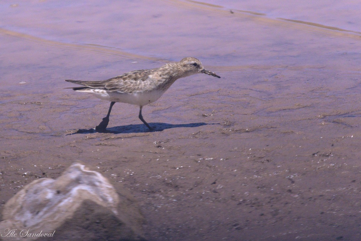 Baird's Sandpiper - ML644995260