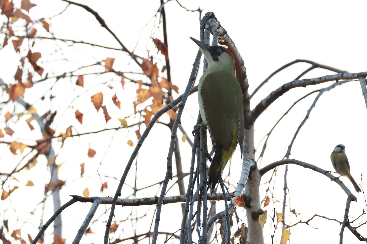 Eurasian Green Woodpecker - ML644995309