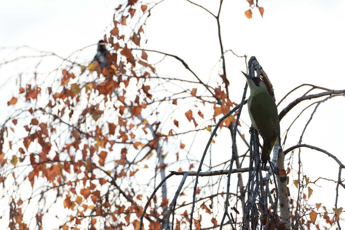 Eurasian Green Woodpecker - ML644995313
