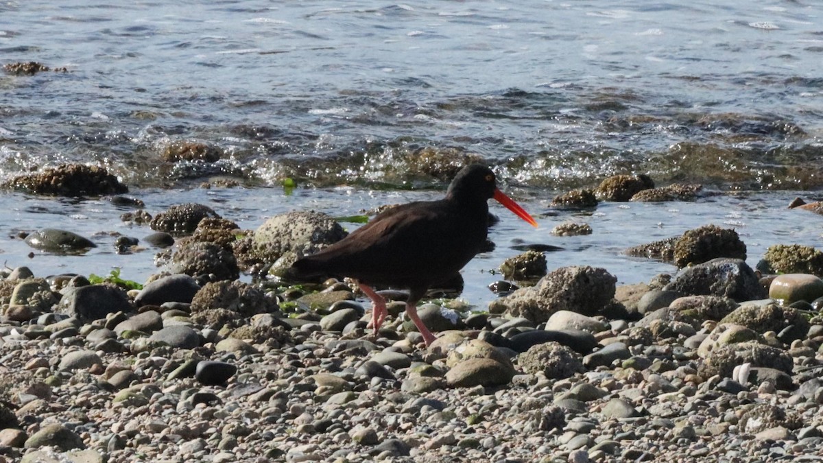 Black Oystercatcher - ML644995328
