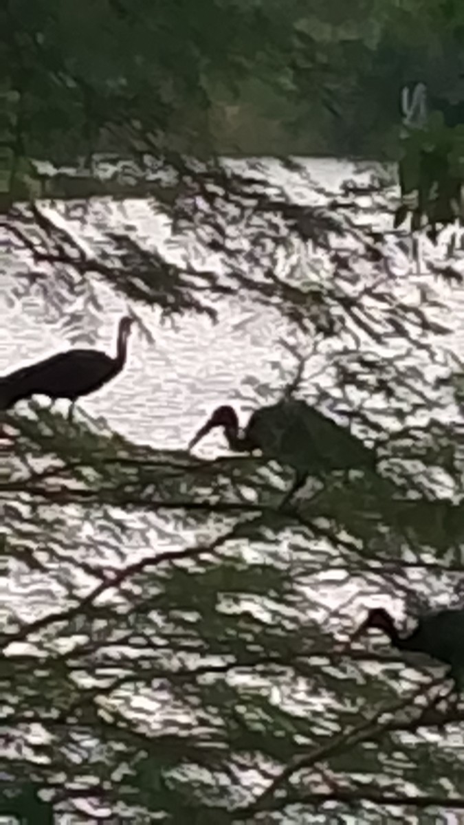 Ibis Afeitado - ML644995349