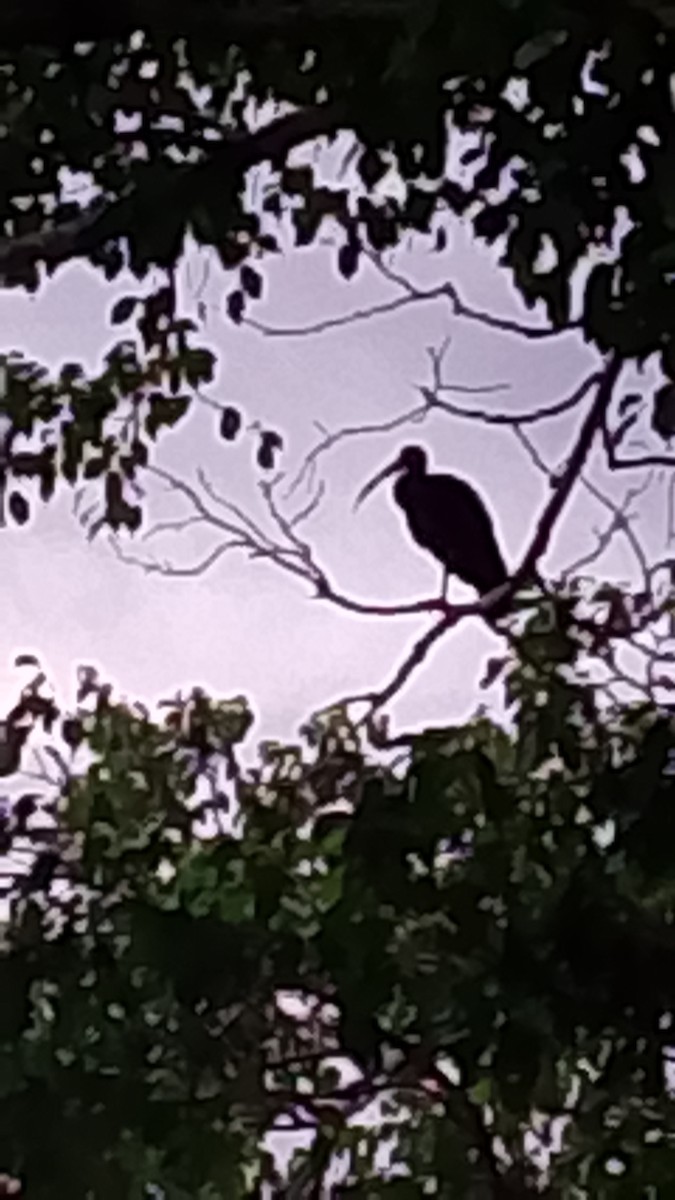 Ibis Afeitado - ML644995357