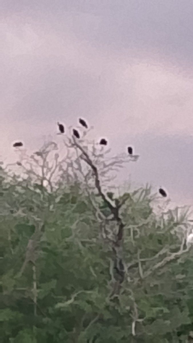 Ibis Afeitado - ML644995384