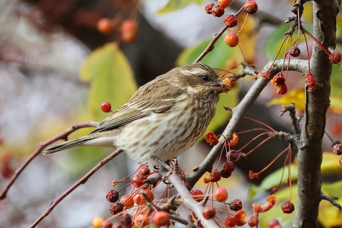 Purple Finch - ML644995388