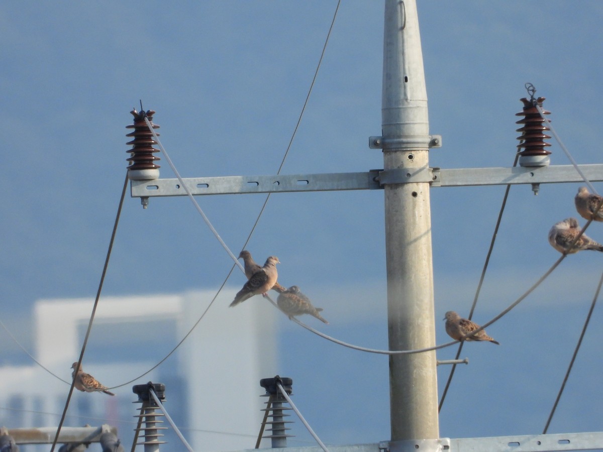 Oriental Turtle-Dove - ML644995389