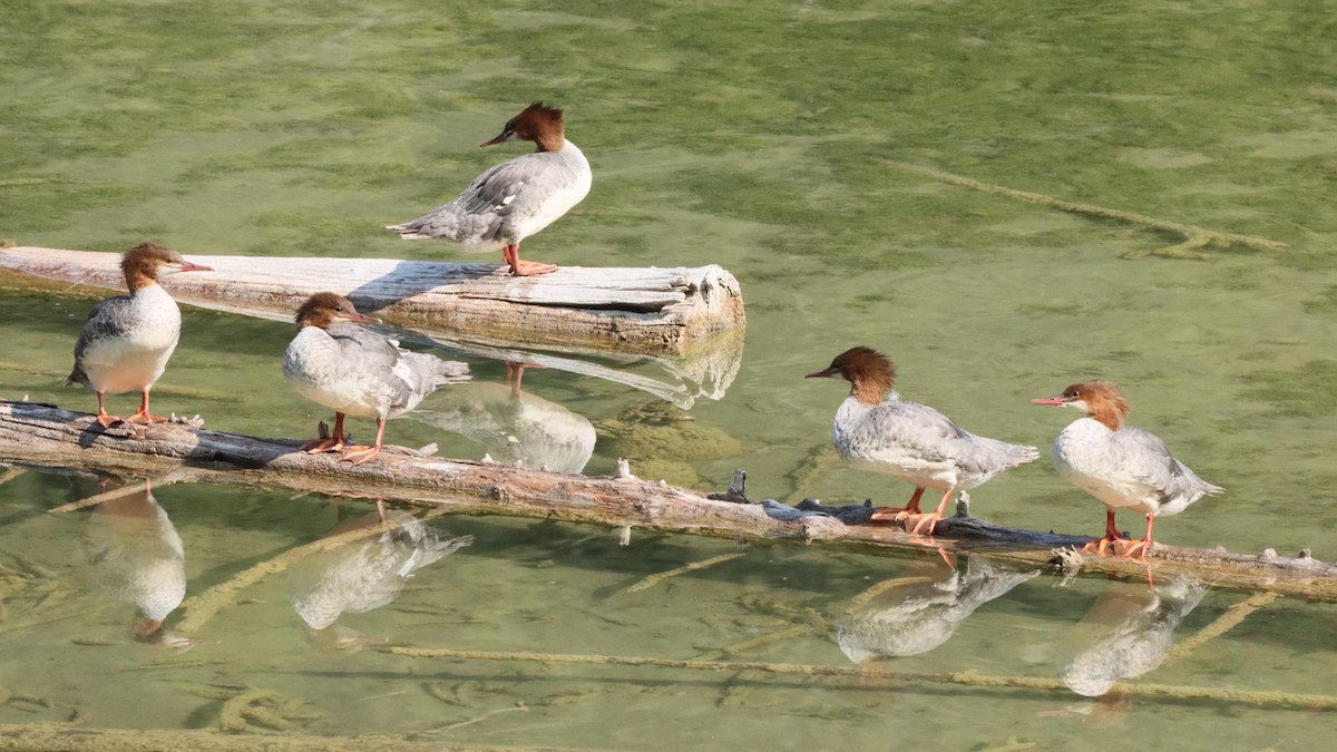 Common Merganser - ML644995390