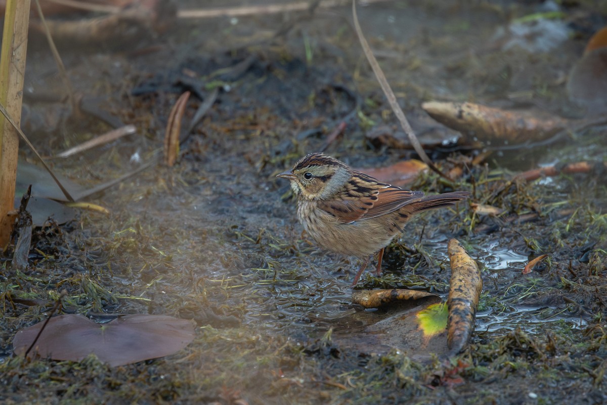 Swamp Sparrow - ML644995391