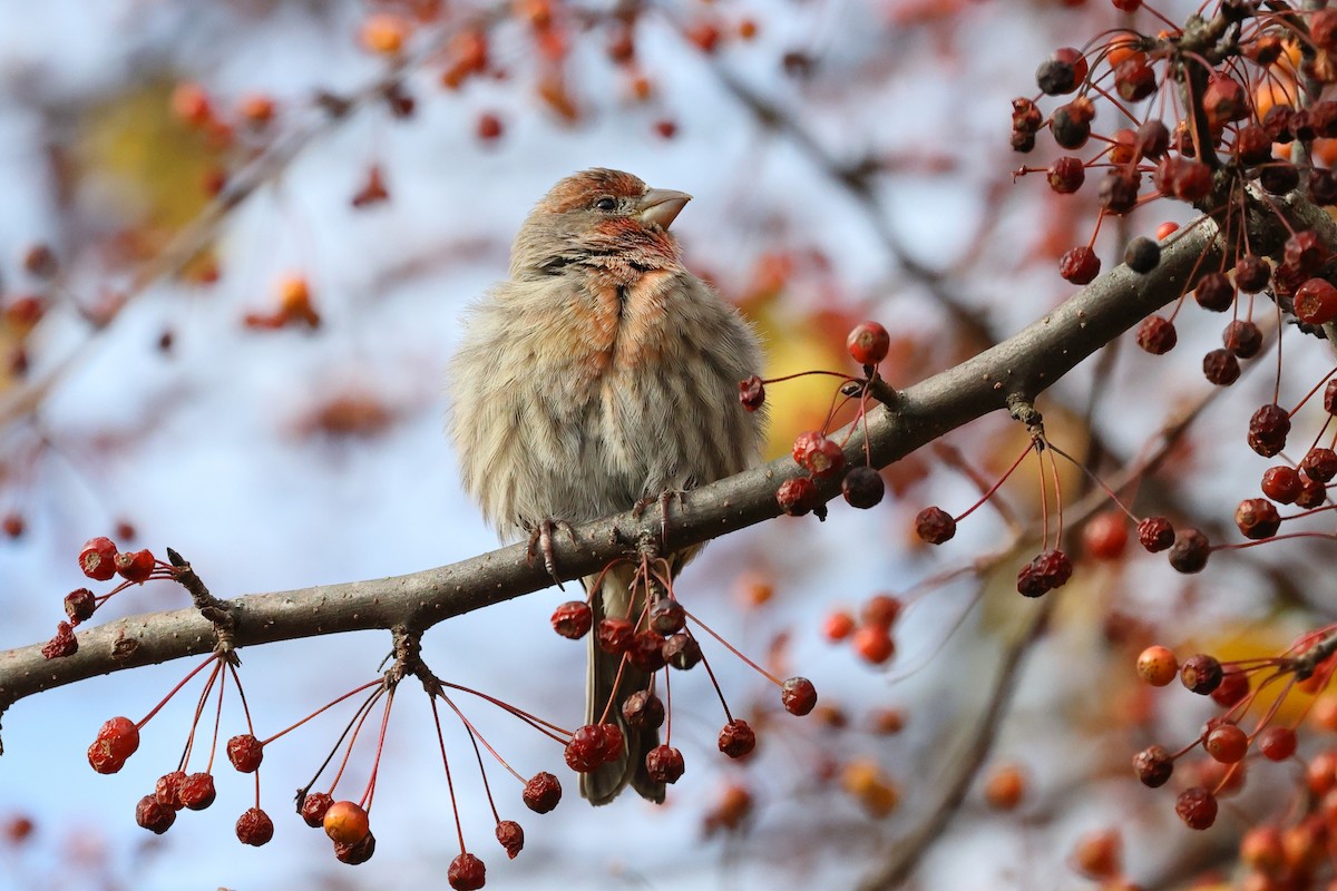 House Finch - ML644995392