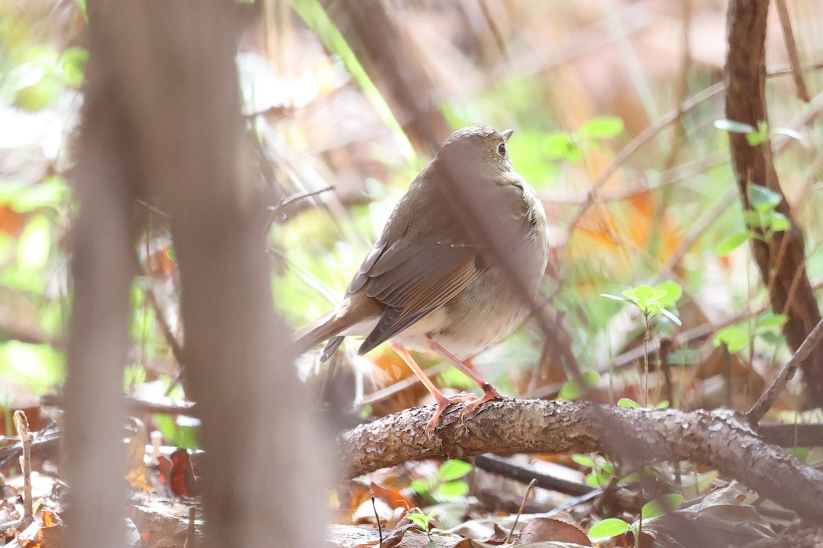 Hermit Thrush - ML644995403