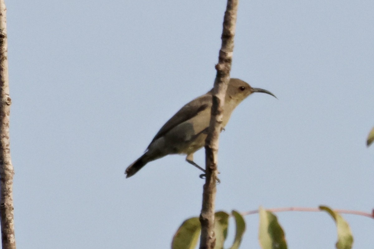 Palestine Sunbird - ML644995408