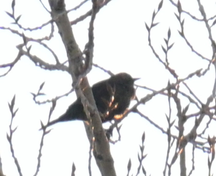 ictéridé sp. - ML644995411