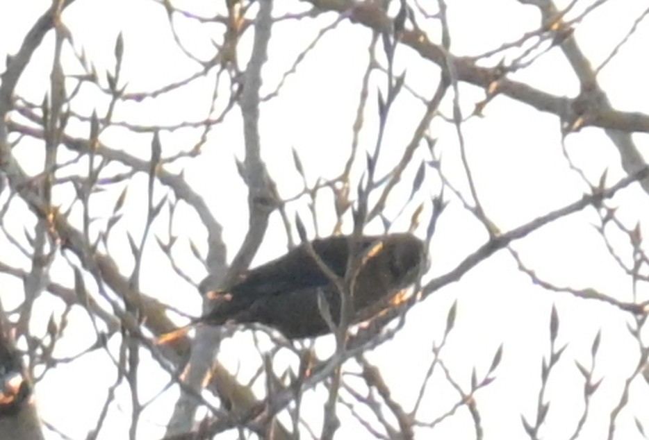 ictéridé sp. - ML644995412