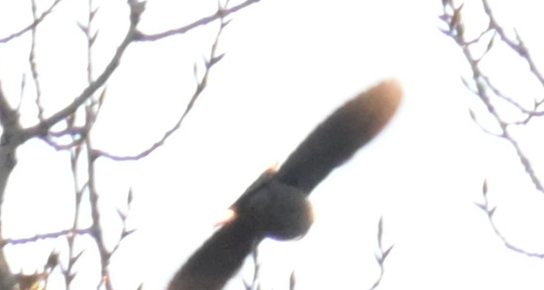 ictéridé sp. - ML644995413