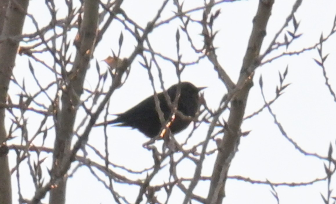 ictéridé sp. - ML644995414