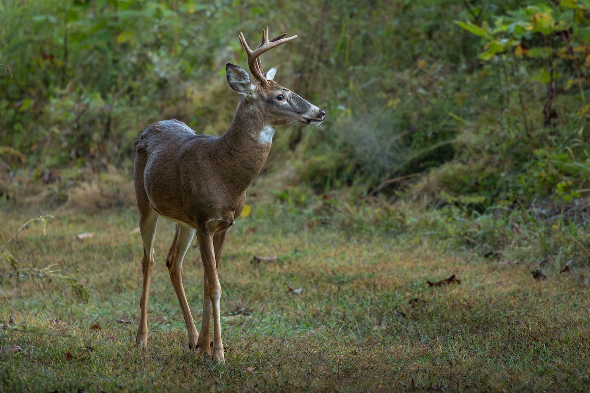 White-tailed Deer - ML644995418