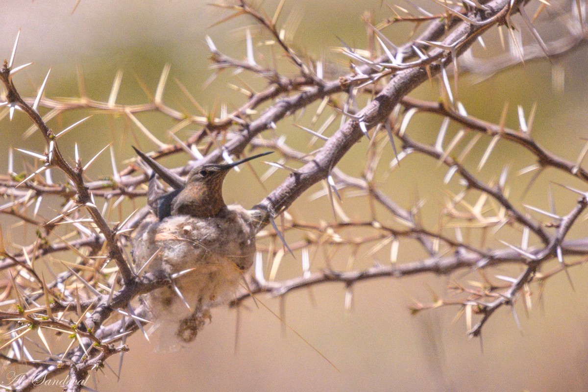 Giant Hummingbird - ML644995427