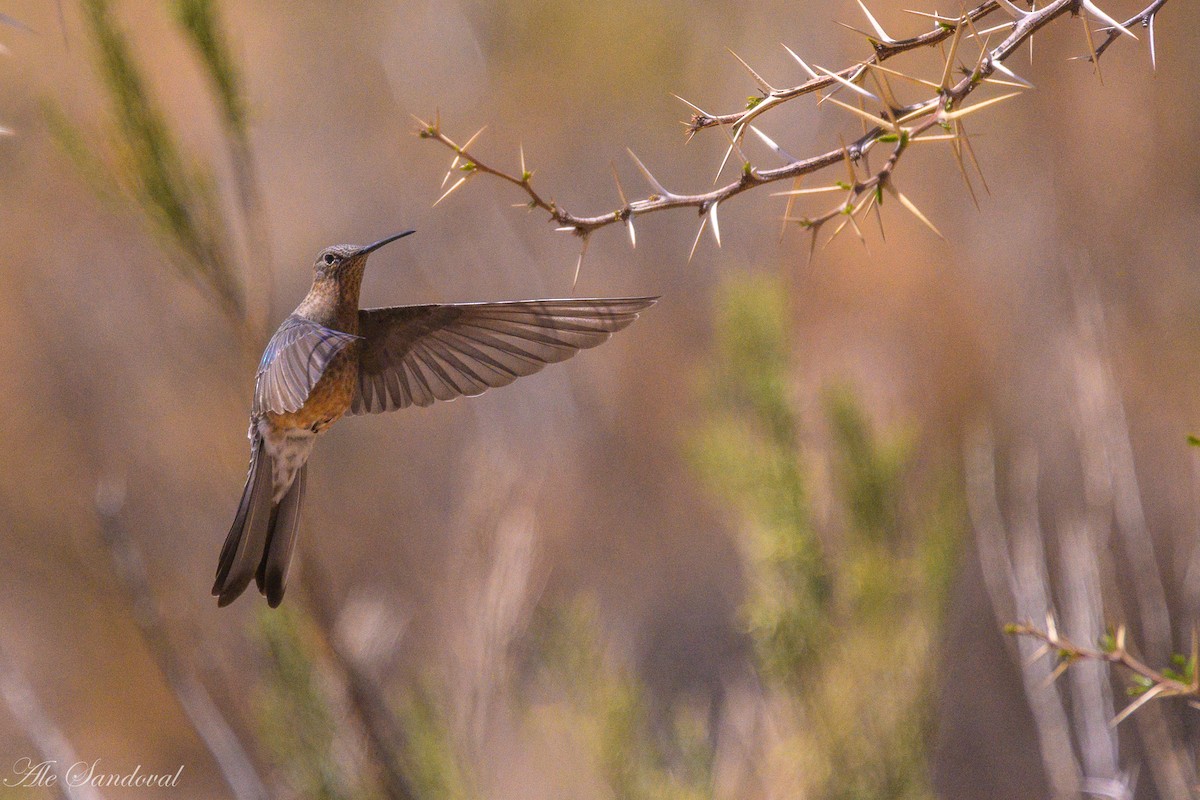 Giant Hummingbird - ML644995428