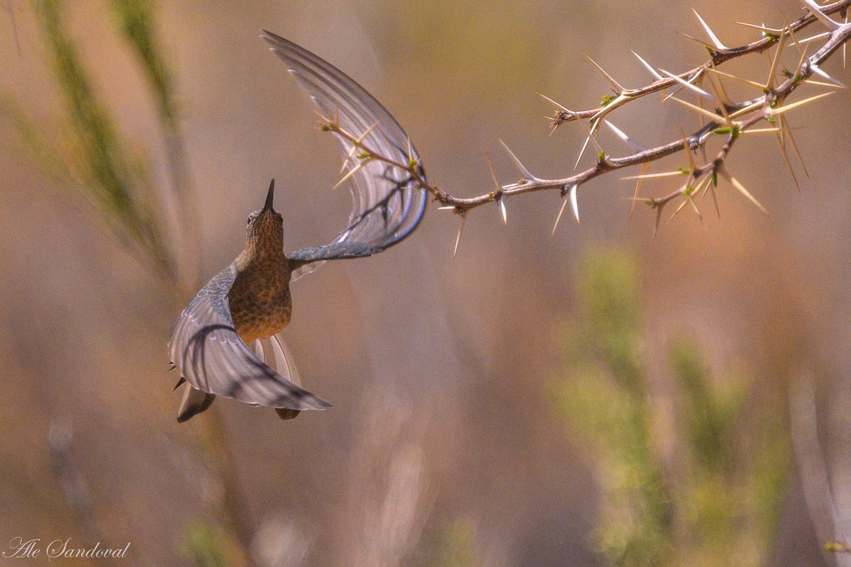 Giant Hummingbird - ML644995429