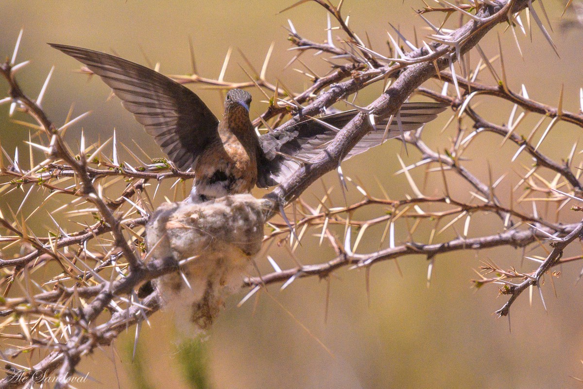 Giant Hummingbird - ML644995430