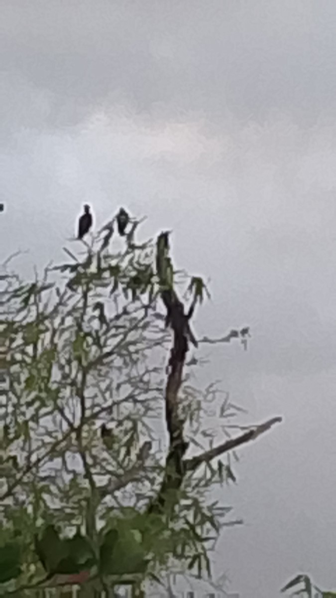 Ibis Afeitado - ML644995434