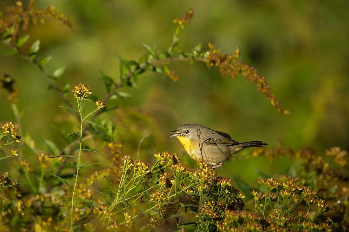 Common Yellowthroat - ML644995440