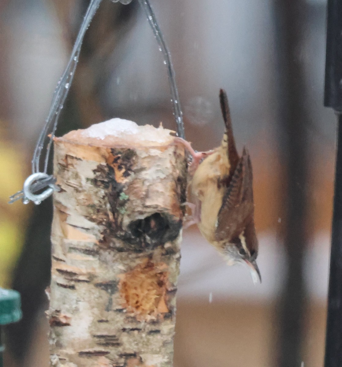 Carolina Wren - ML644995456
