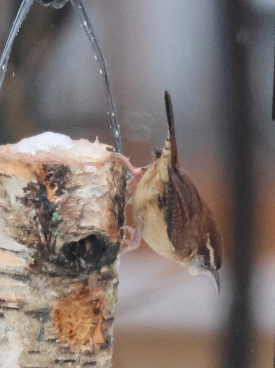 Carolina Wren - ML644995458