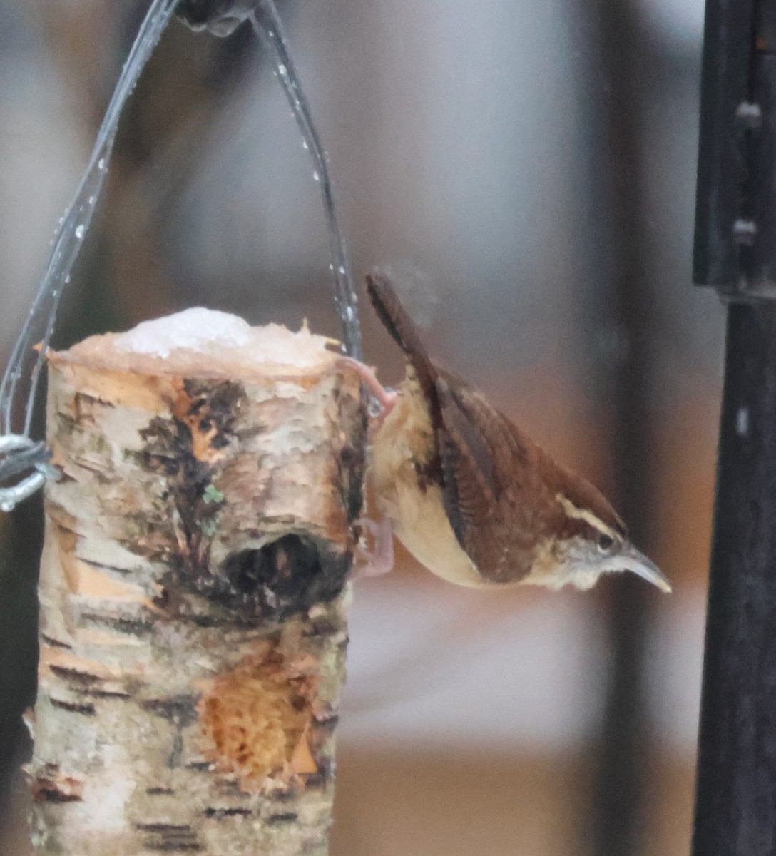 Carolina Wren - ML644995460