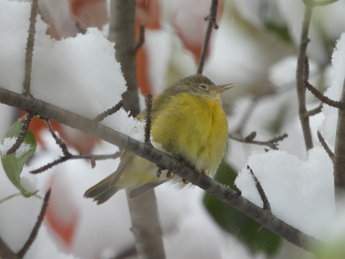 Nashville Warbler - ML644995472