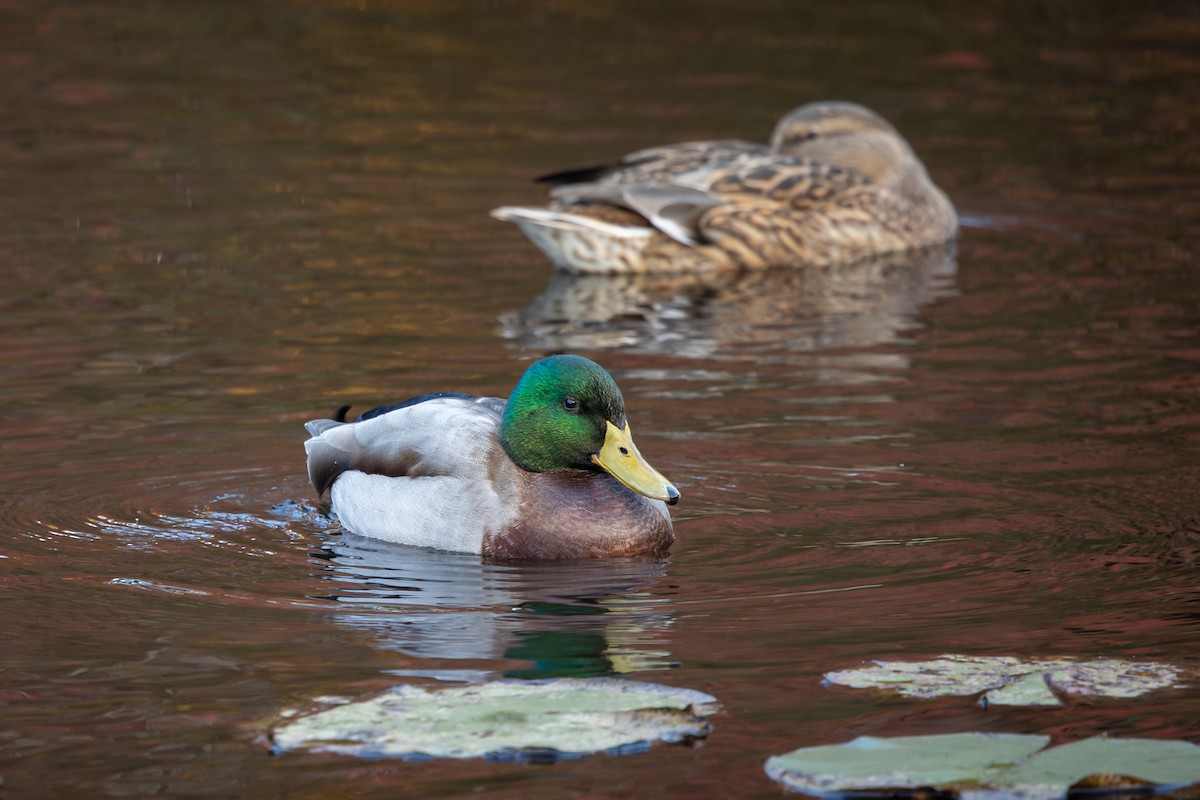 Mallard - ML644995488