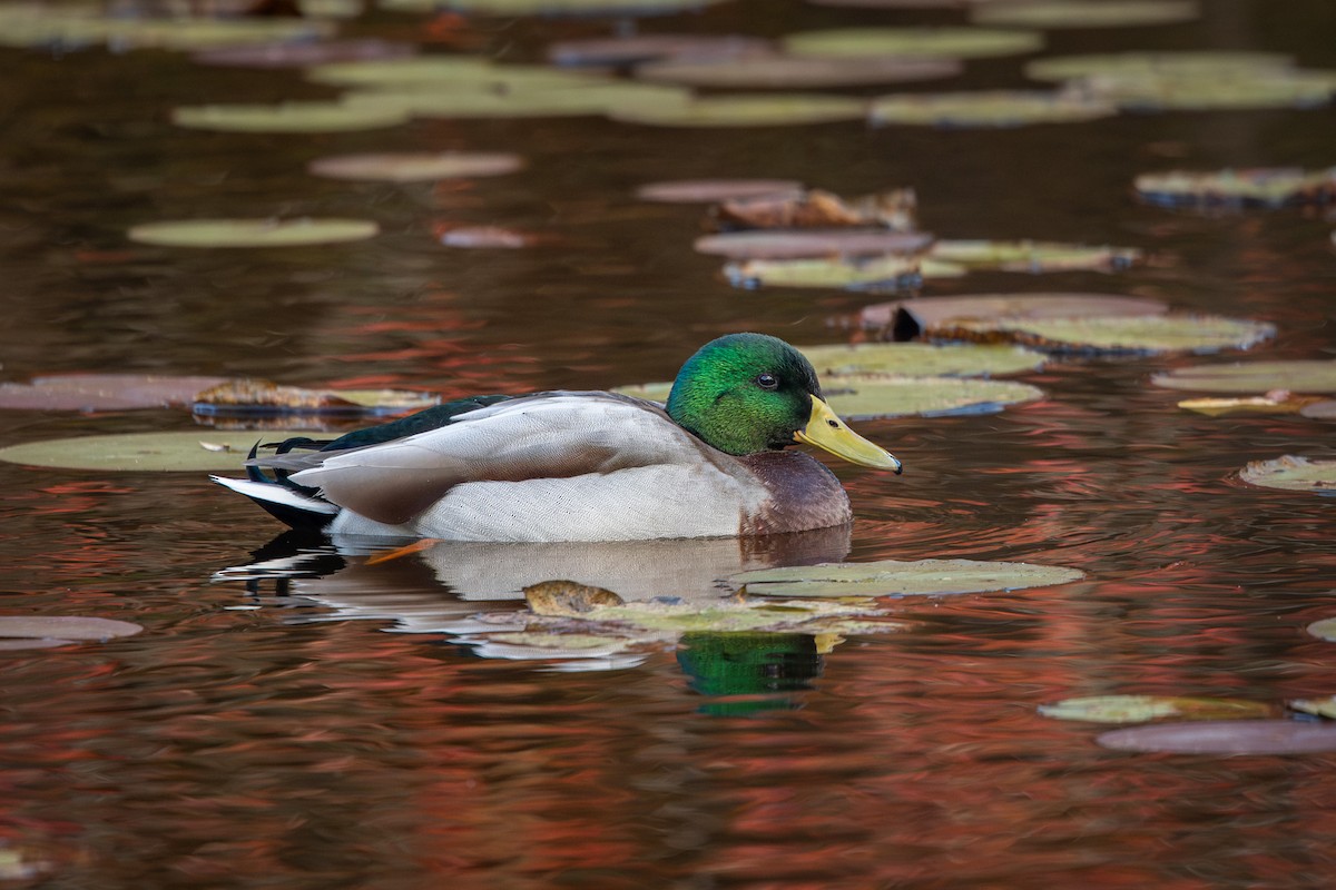 Mallard - ML644995489