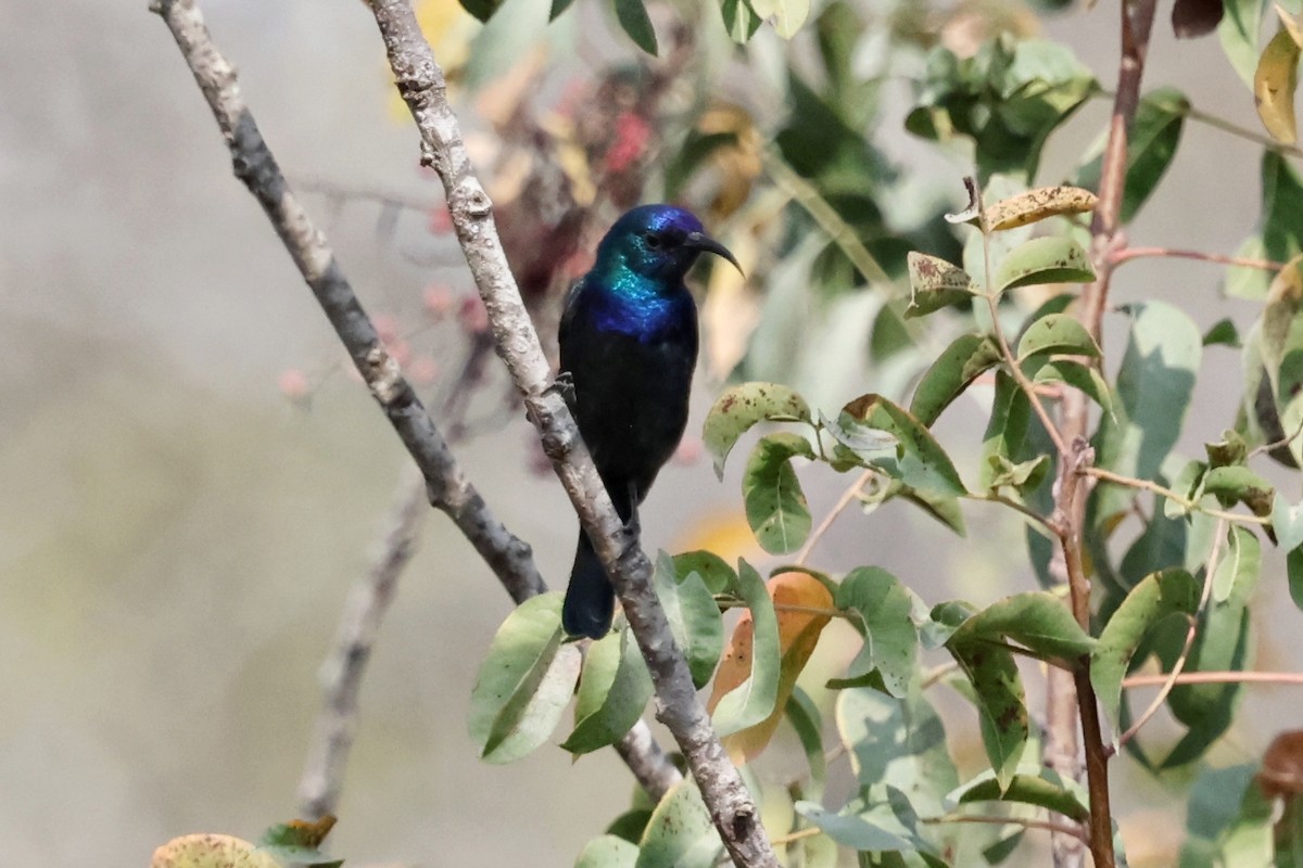 Palestine Sunbird - ML644995495