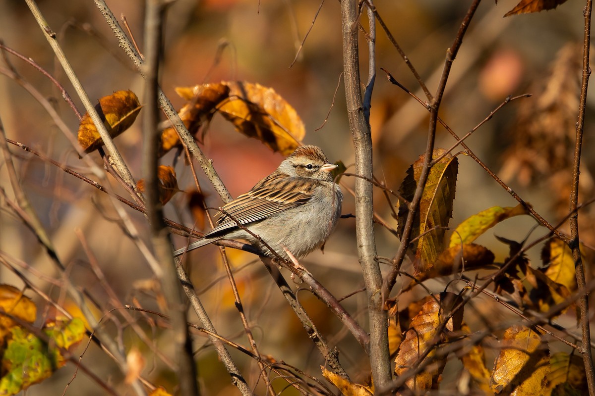 Chipping Sparrow - ML644995497
