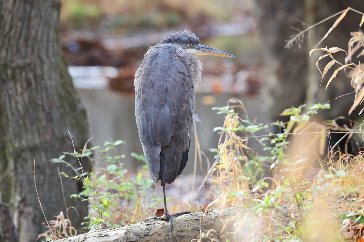 Great Blue Heron - ML644995509